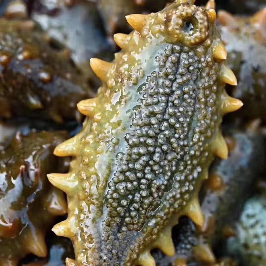 周度海鲜商贸商行