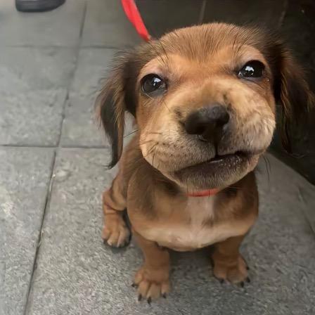 星期八带你去偷狗