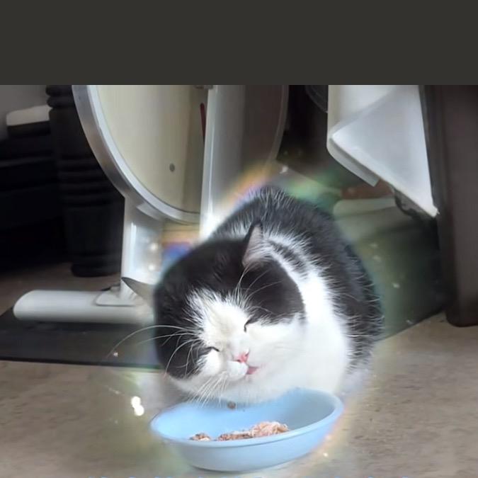 三更猫翻柜揾嘢食