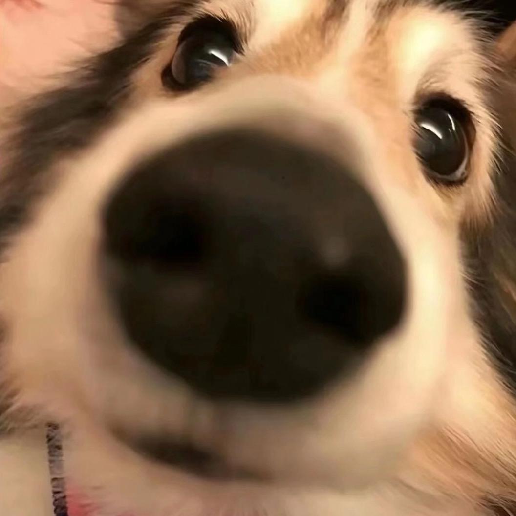 波波🐾