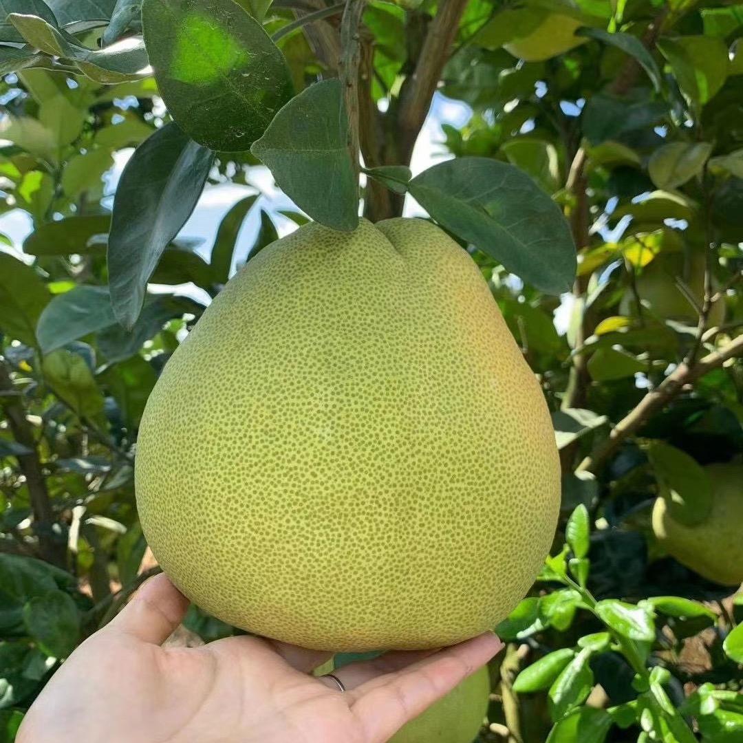 文旦柚乡