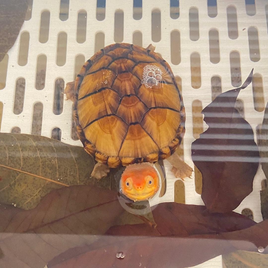 @小夏哥的龟🐢