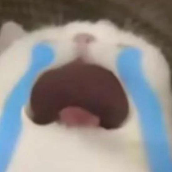 返园嗷