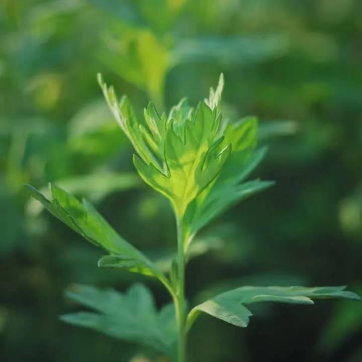 南阳胤艾堂艾制品有限公司
