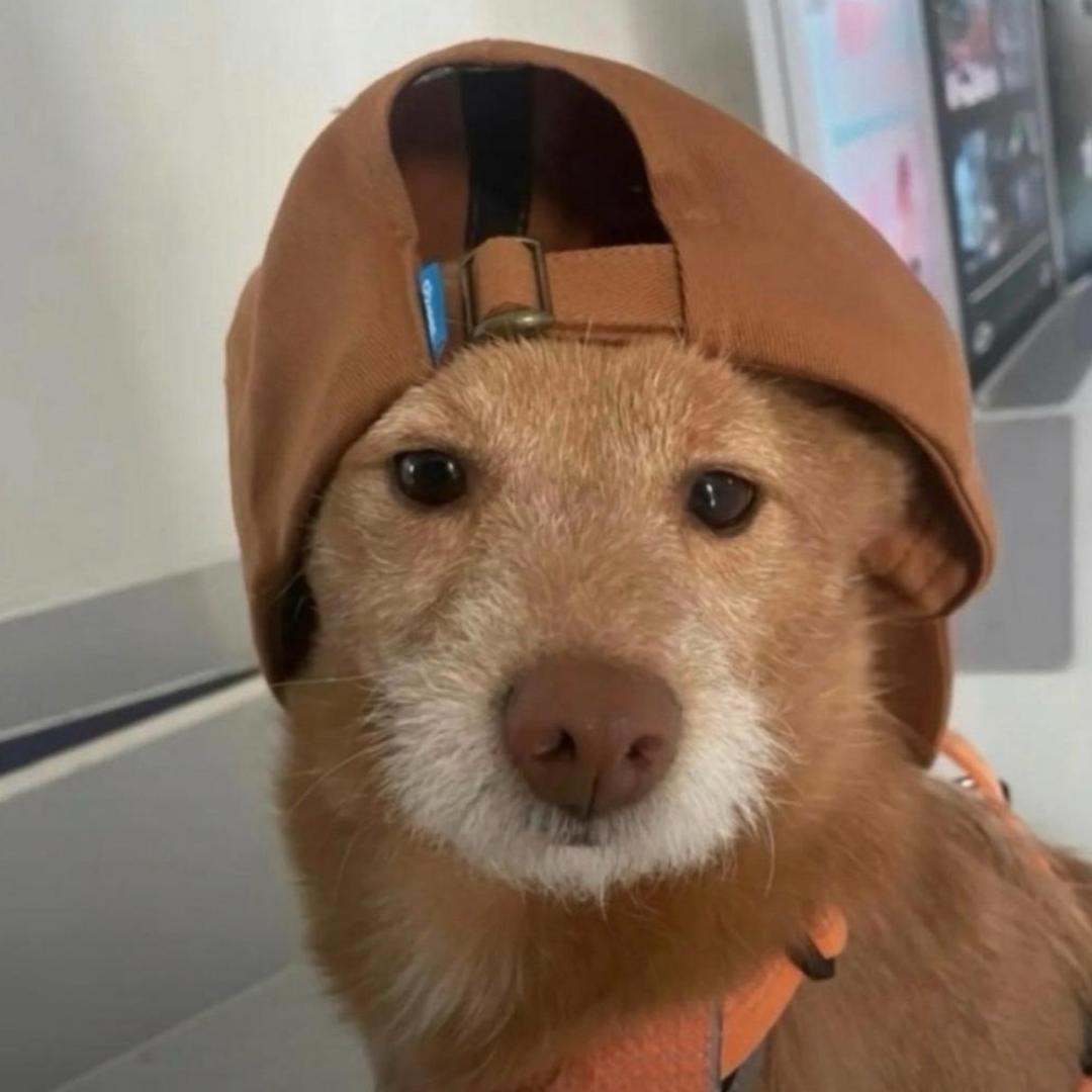 善宇