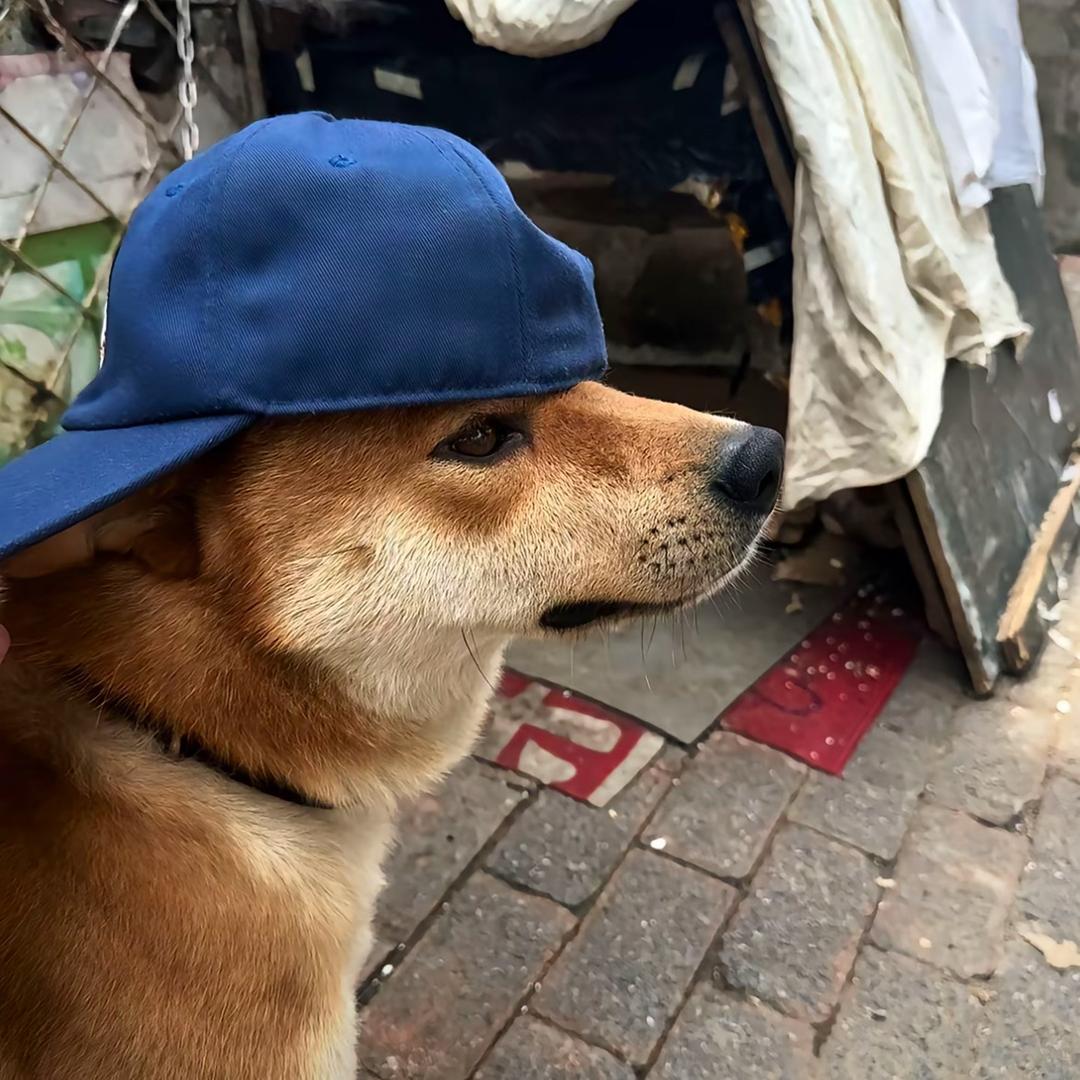 落叶松