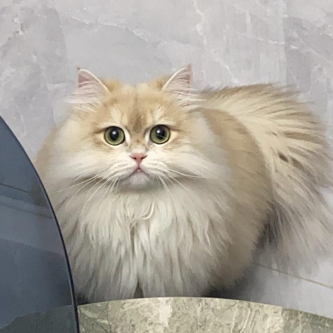 张火火