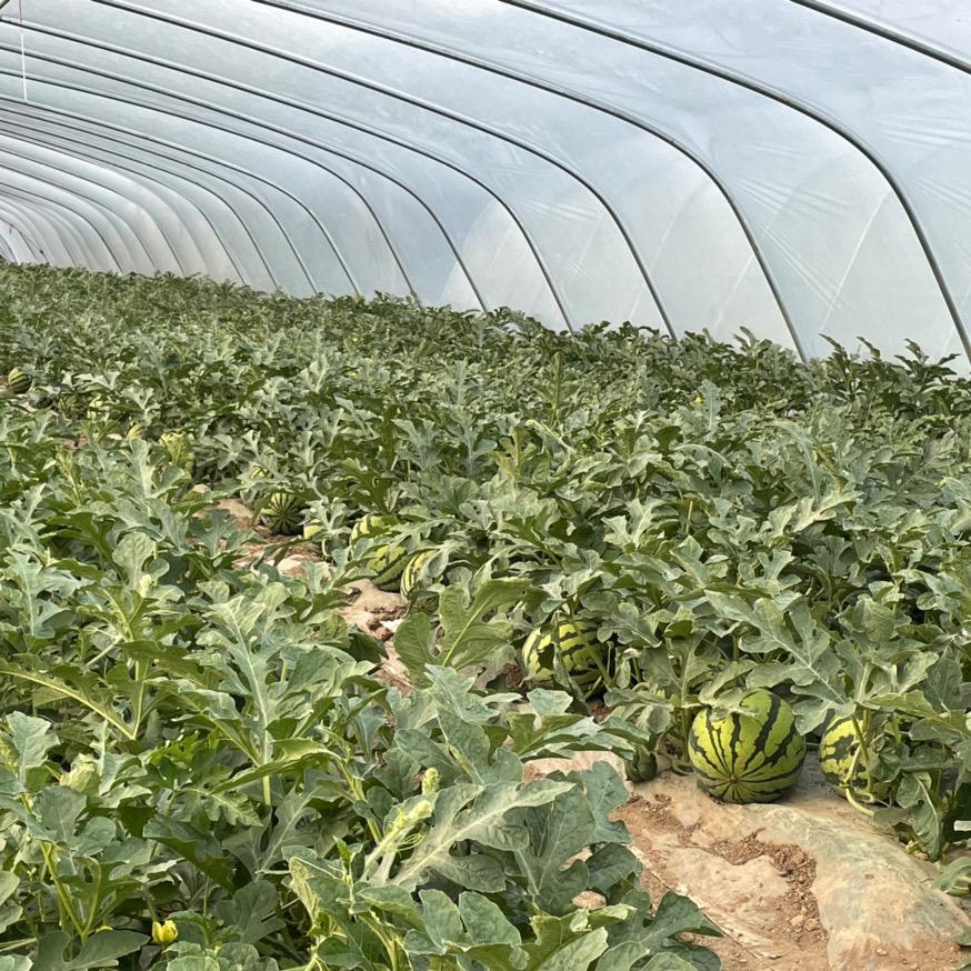 襄阳大棚美都西瓜