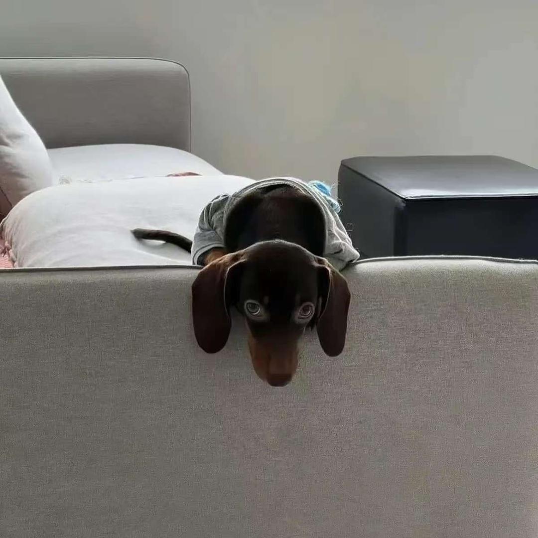 给趣多多点巧克力豆。