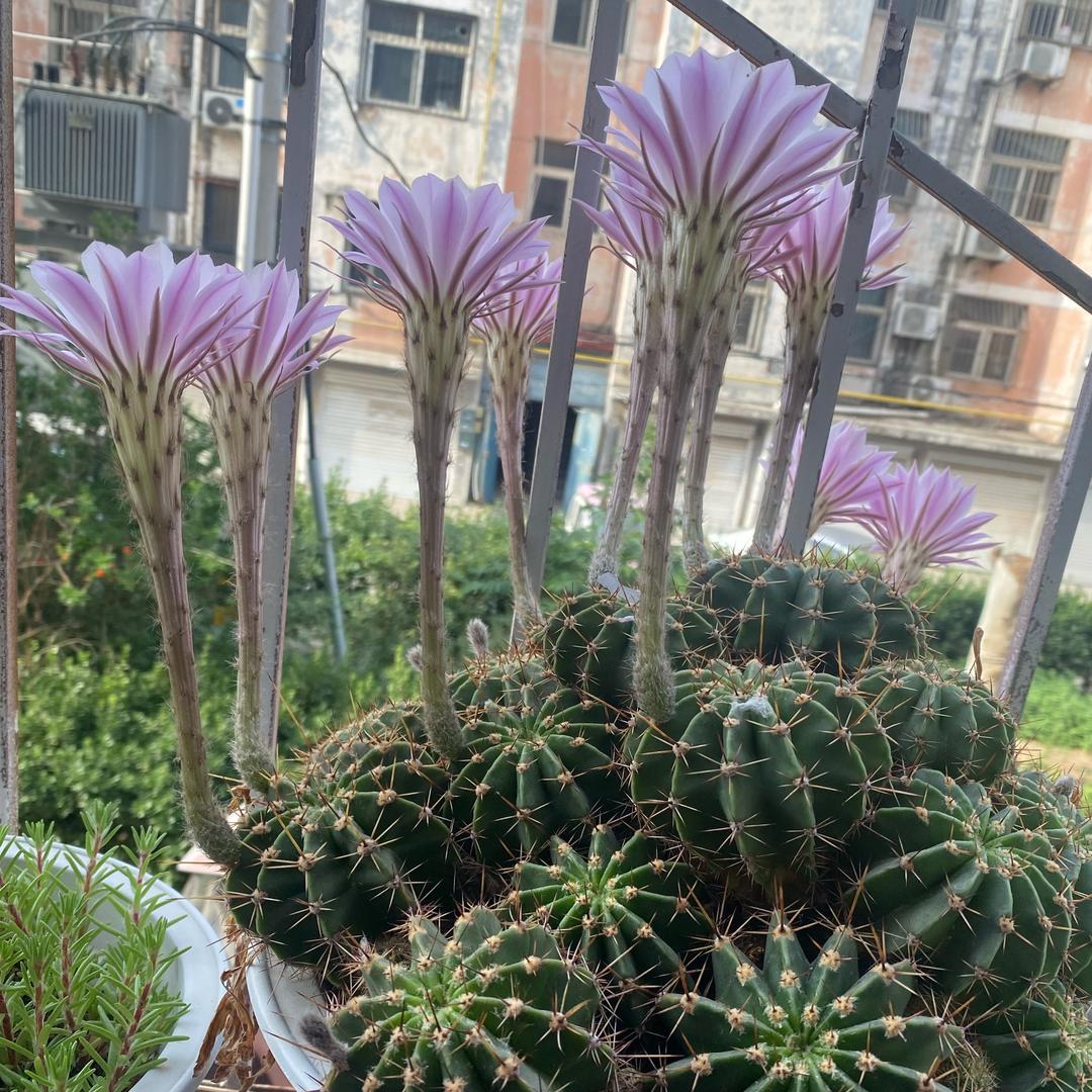 大仙的幸福生活