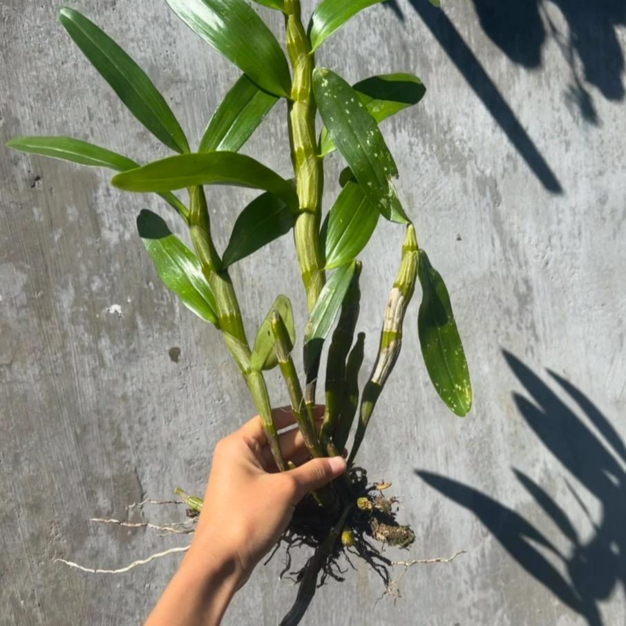 普洱深山石斛王姐