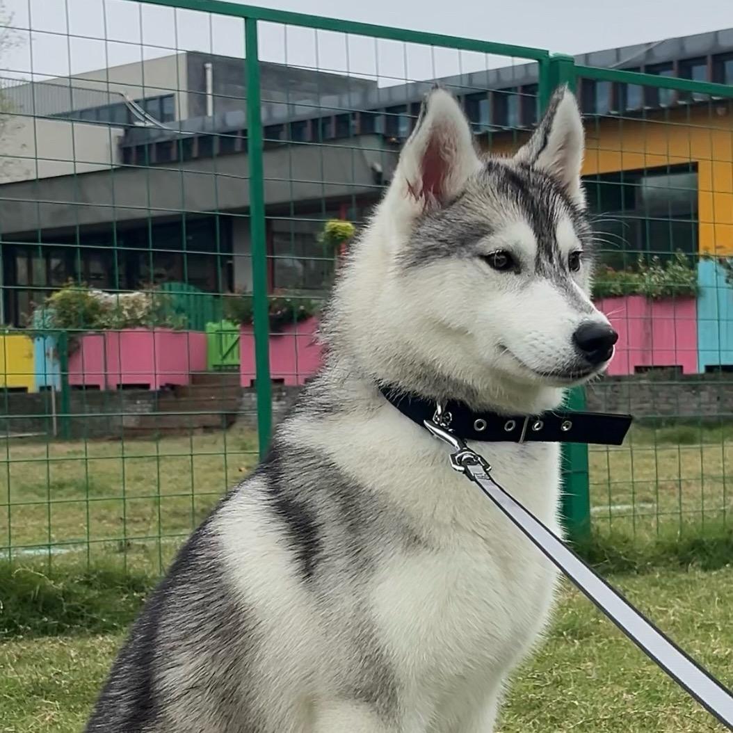 米娅超爱吃（嘉兴寄养酒店主理狗）