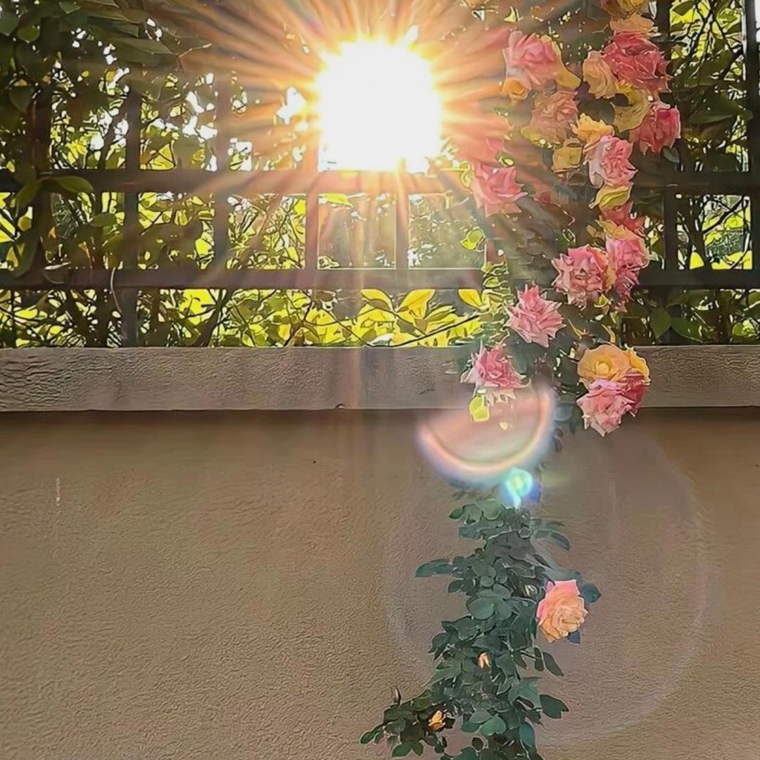 紫函妈妈（二胎备孕中）