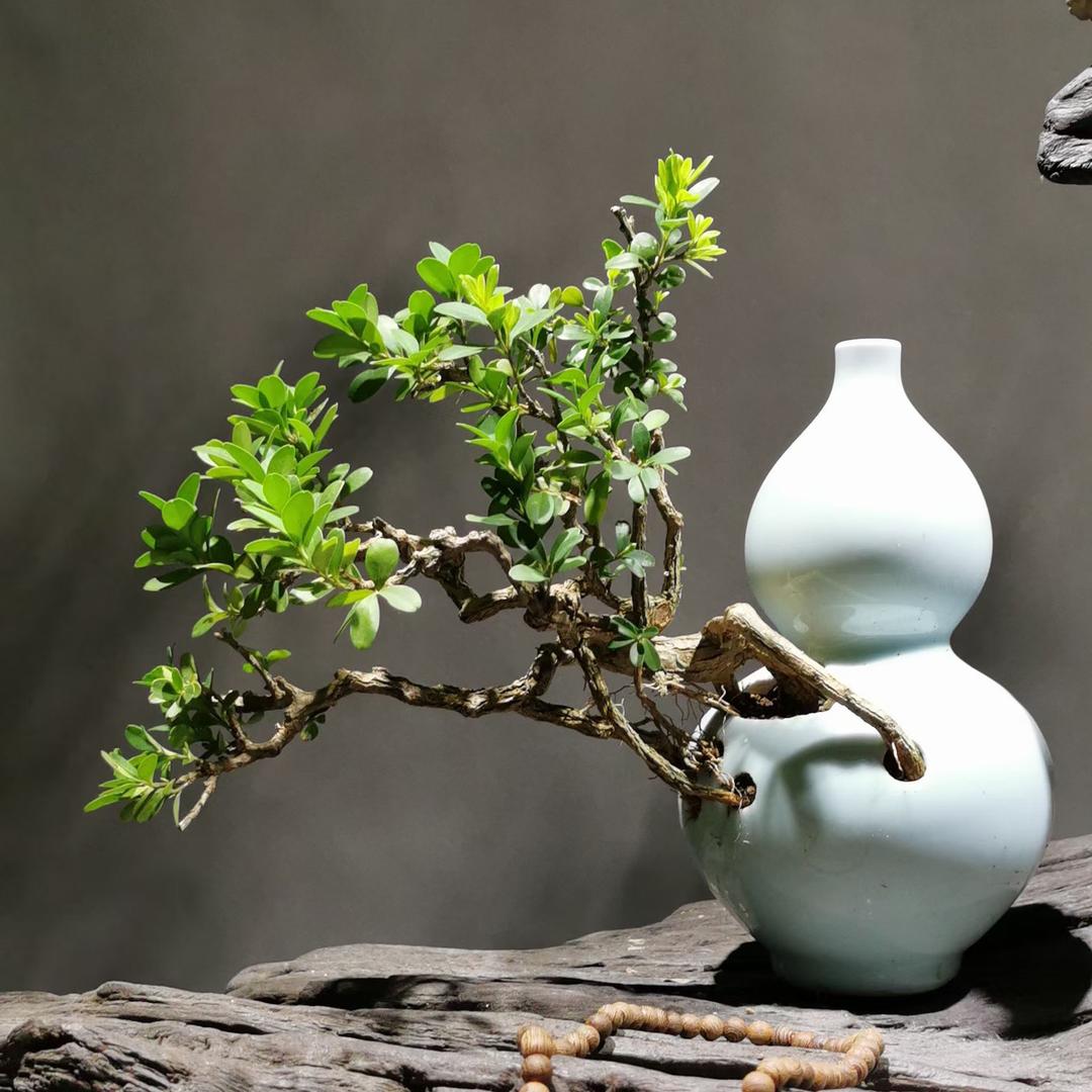 拾光花木场