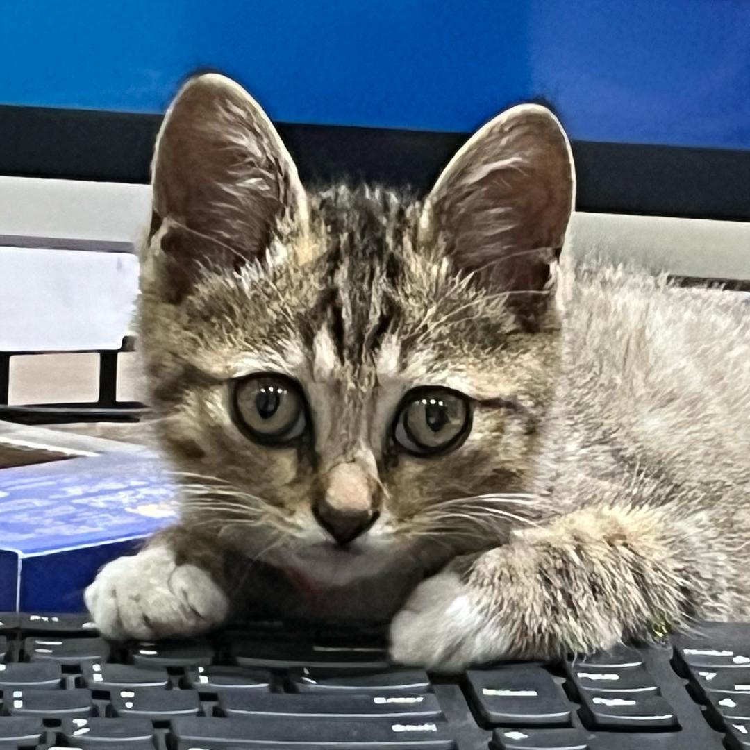 孙雪莲马鞍山四季