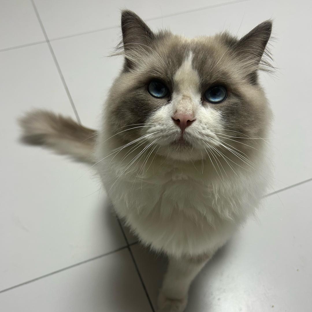 麻麻说我是只喵～🐈