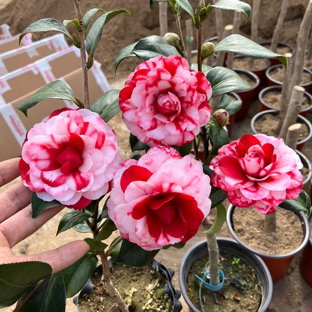 威海意霖花苑