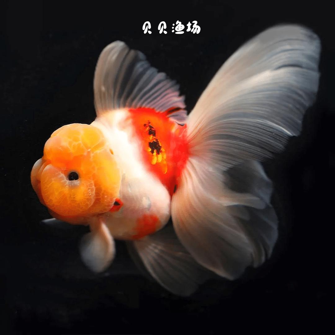贝贝鱼场