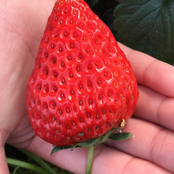 溱湖·欢乐🍓草莓园
