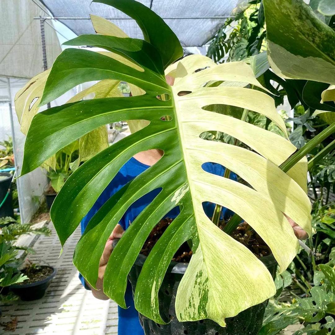 植言无隐