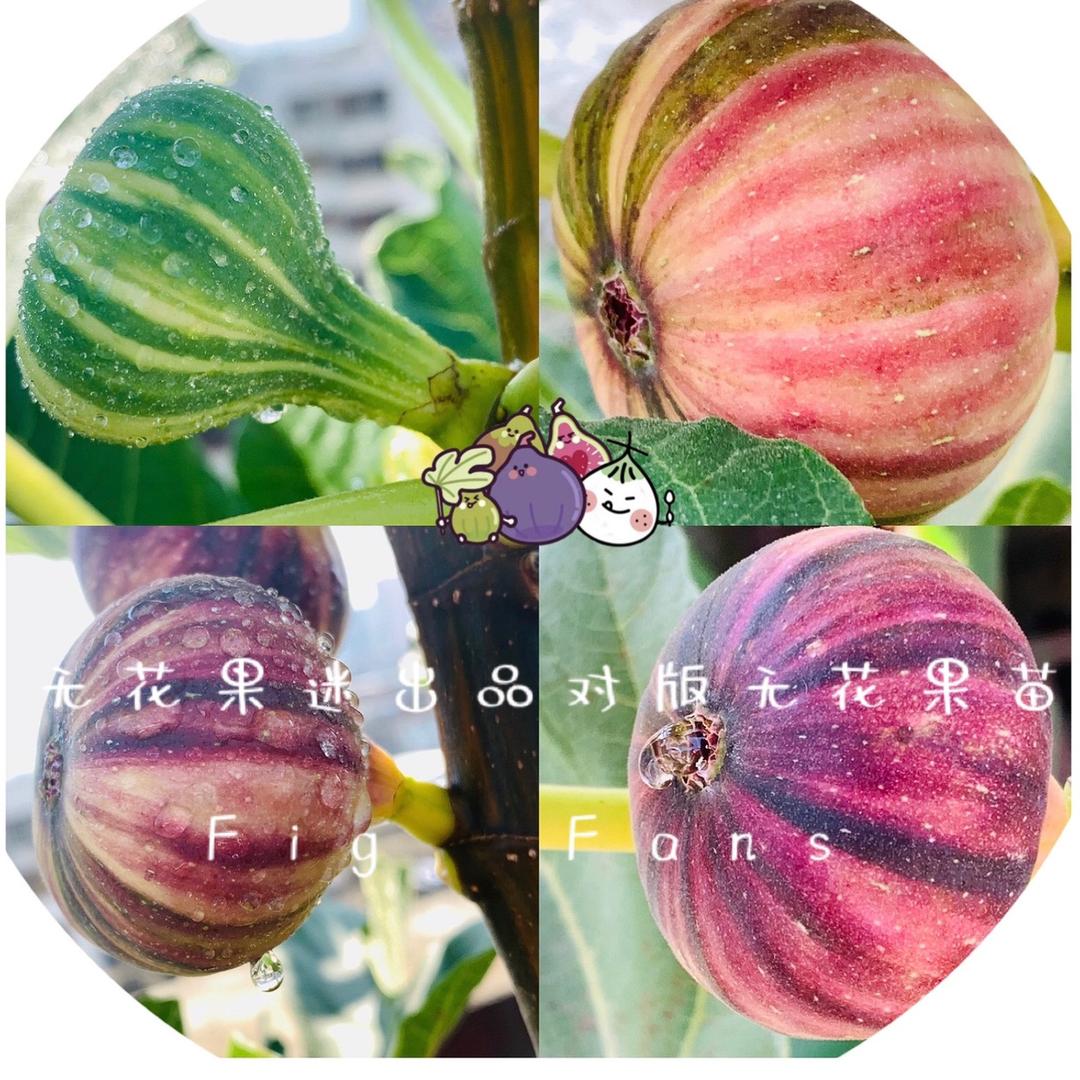 无花果迷