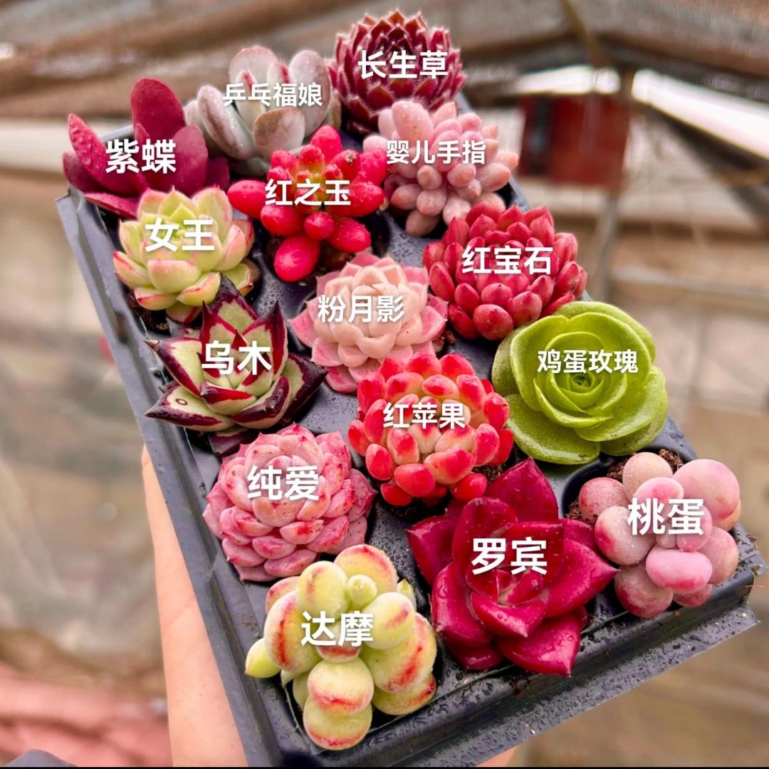 肉小迷多肉(满15米没运费）