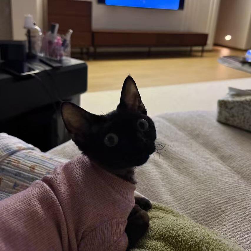 想养猫