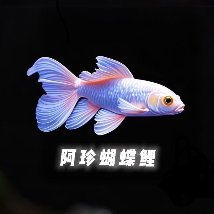阿珍蝴蝶鲤