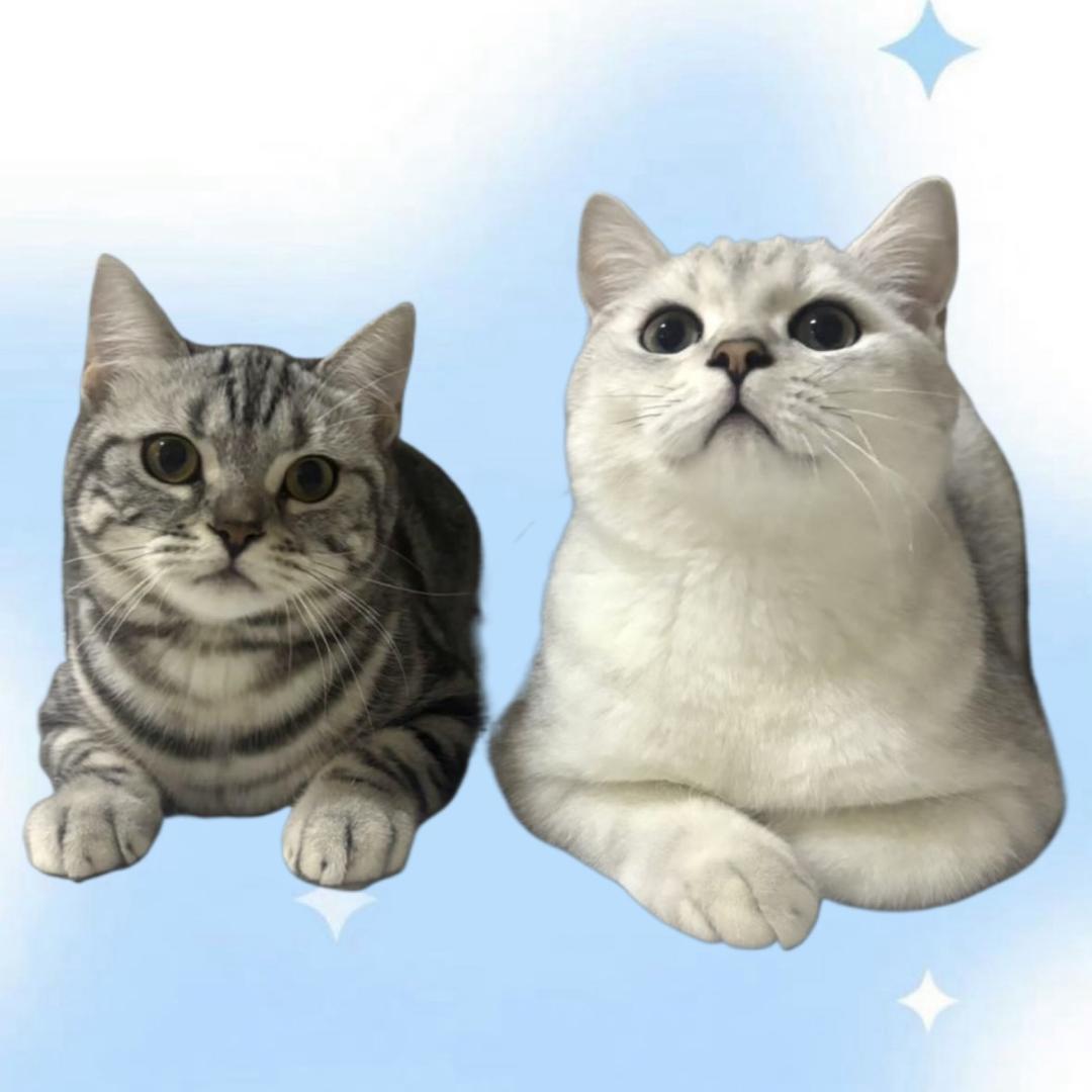 富贵and虎虎