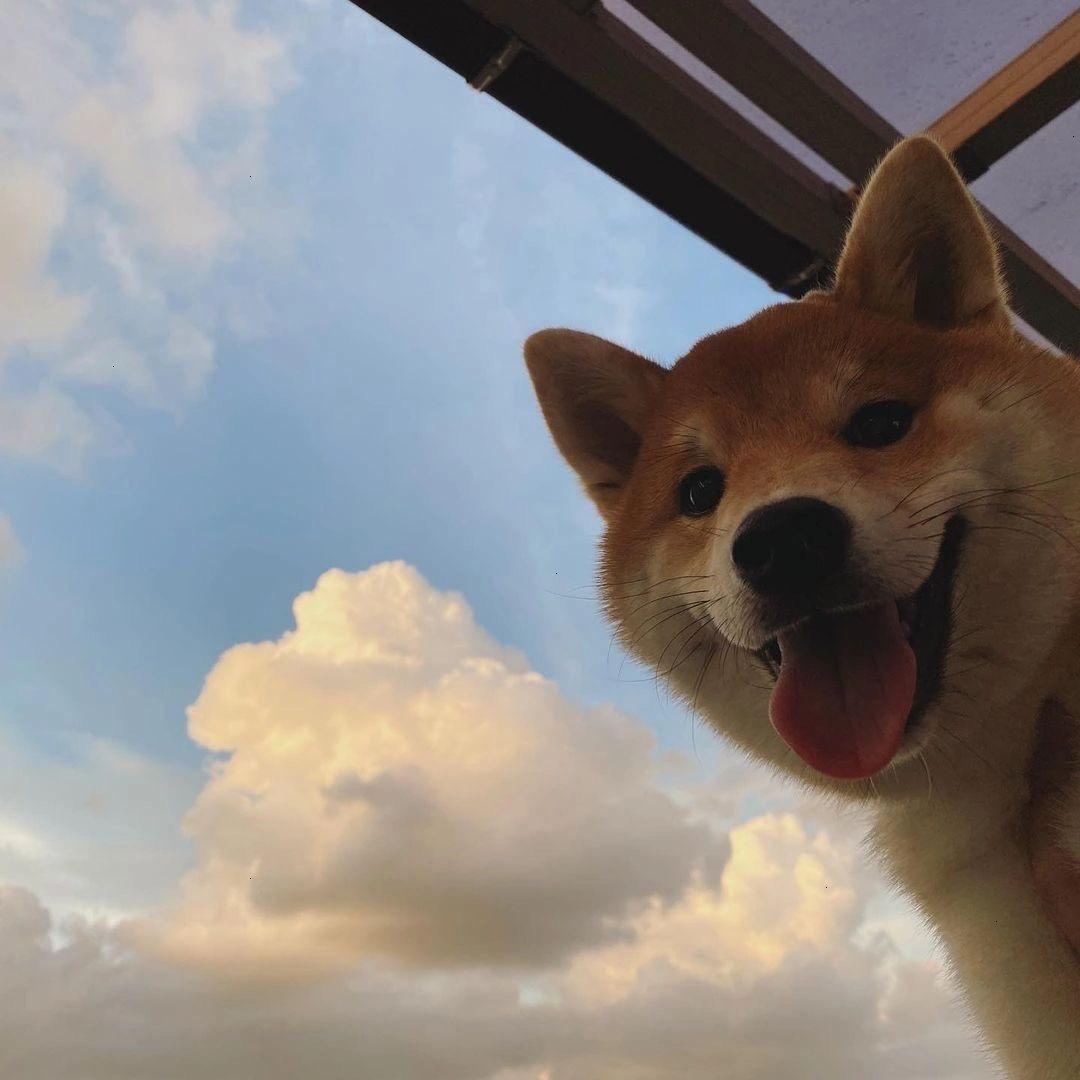 锦安.