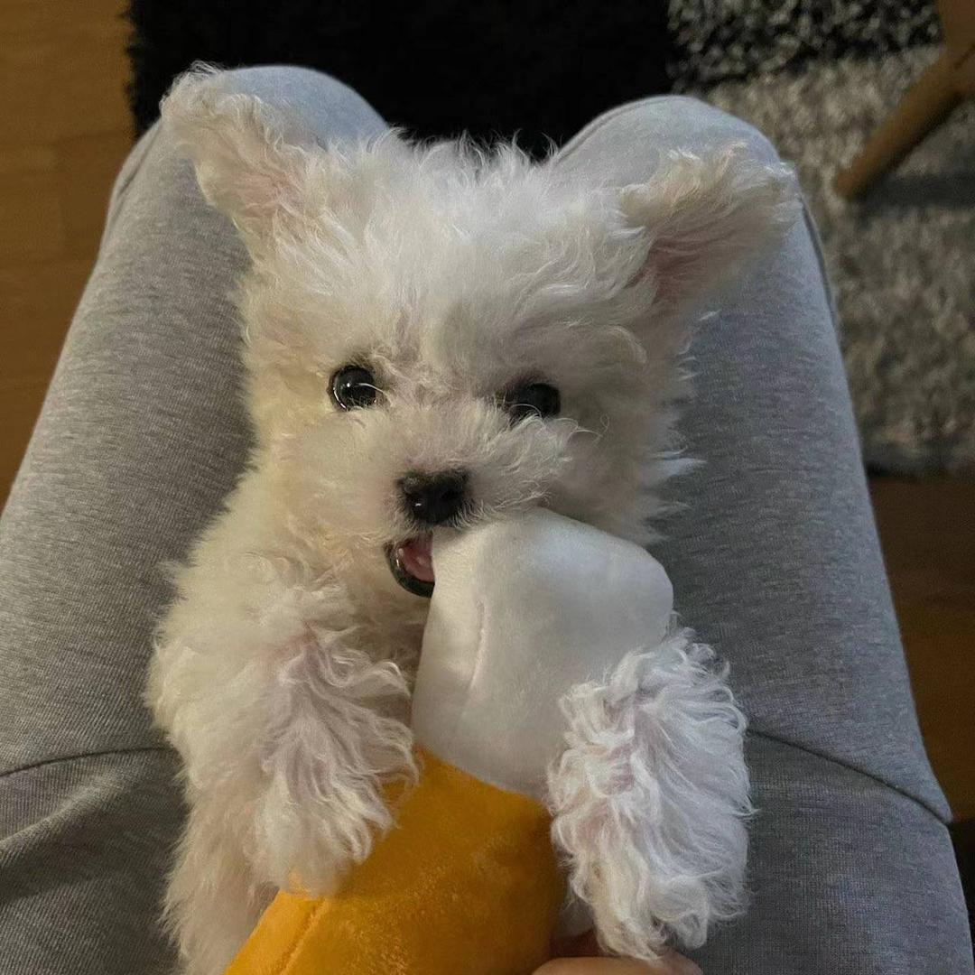 果冻和她小姨的日常