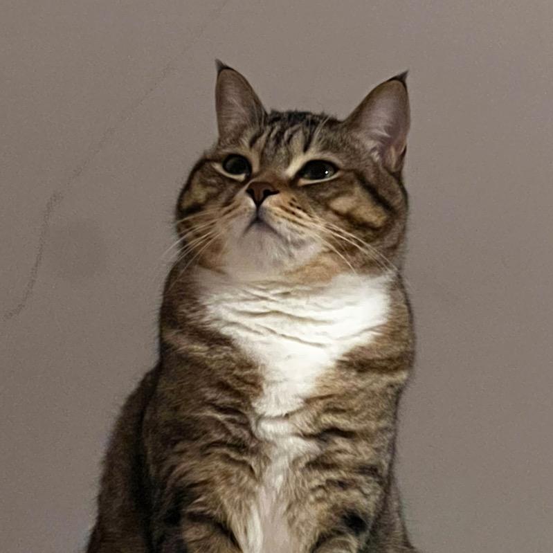 猪兔de梵高