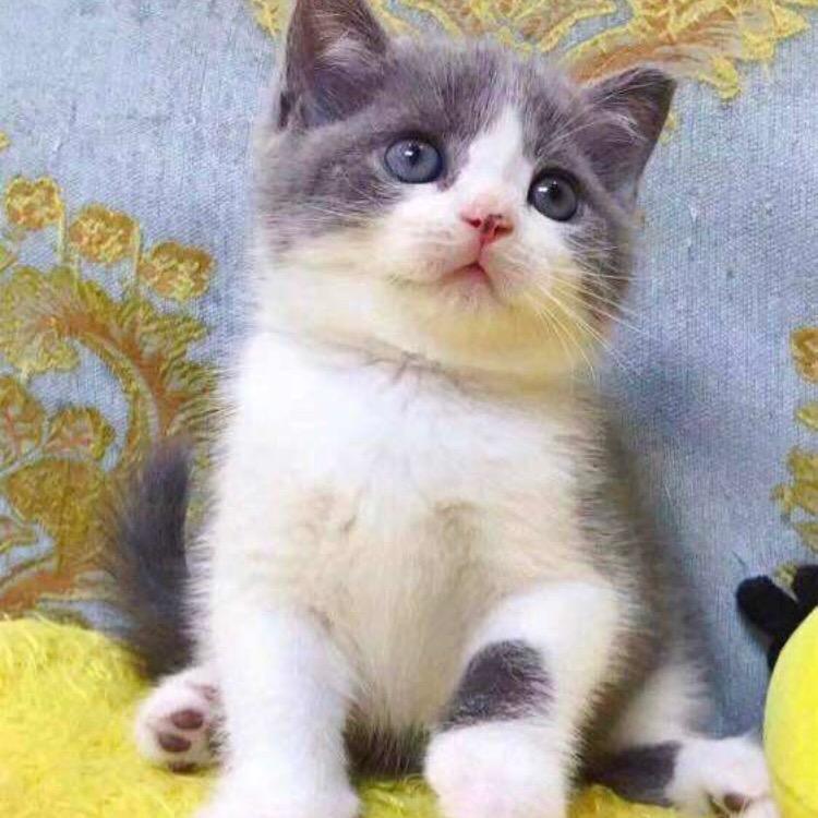 子禾🌸🌴（互）