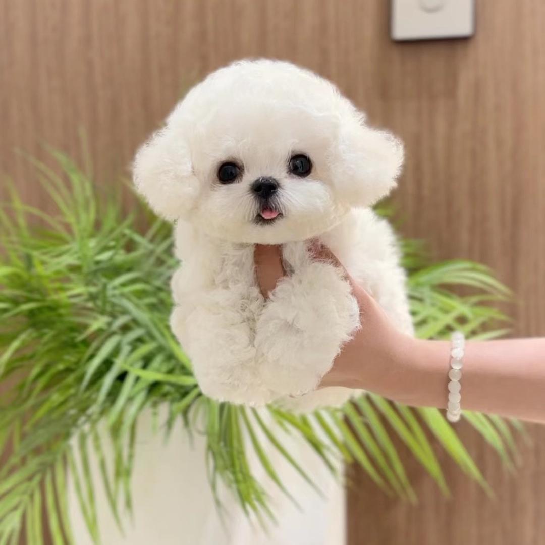 杭州Ledo高端萌宠