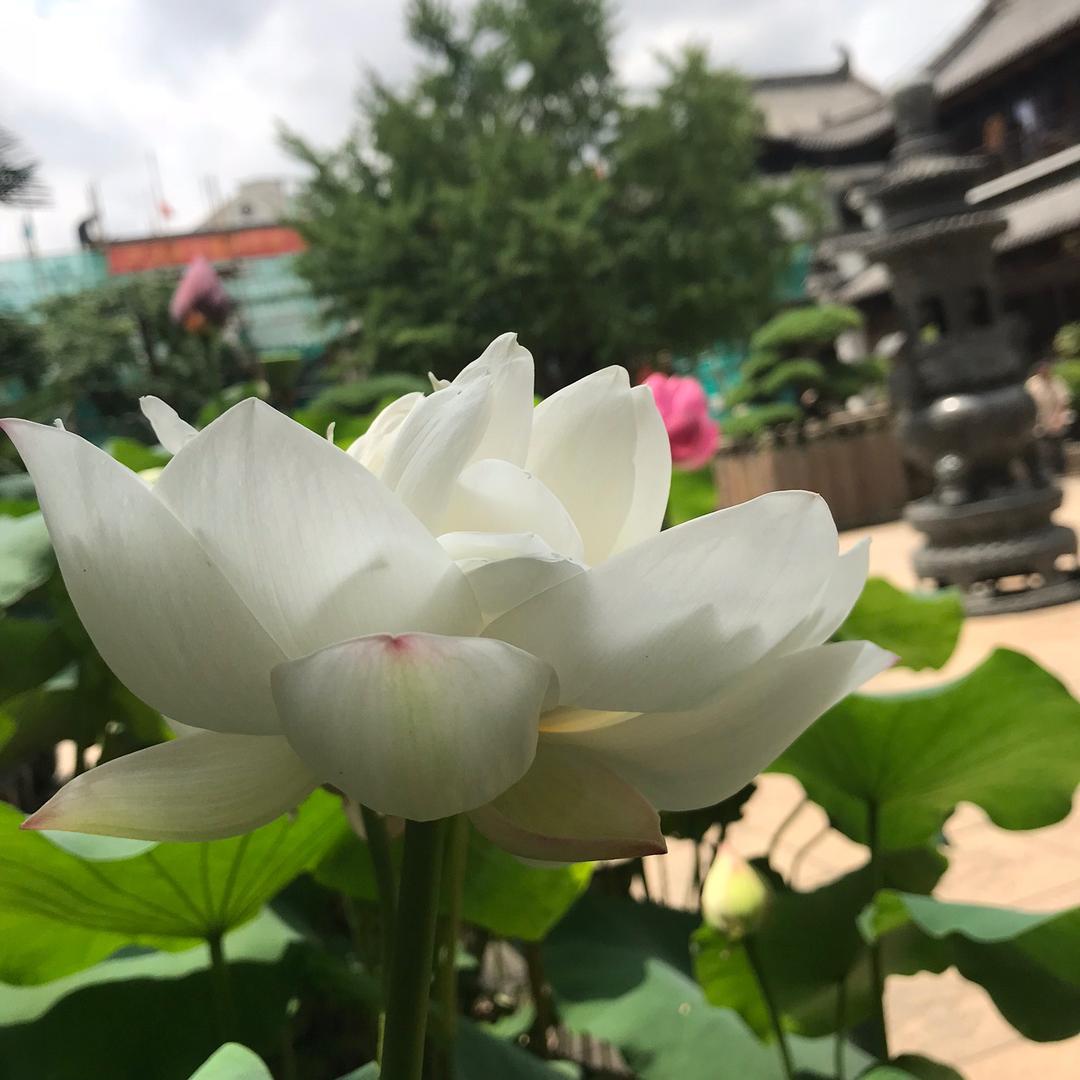 娟恋