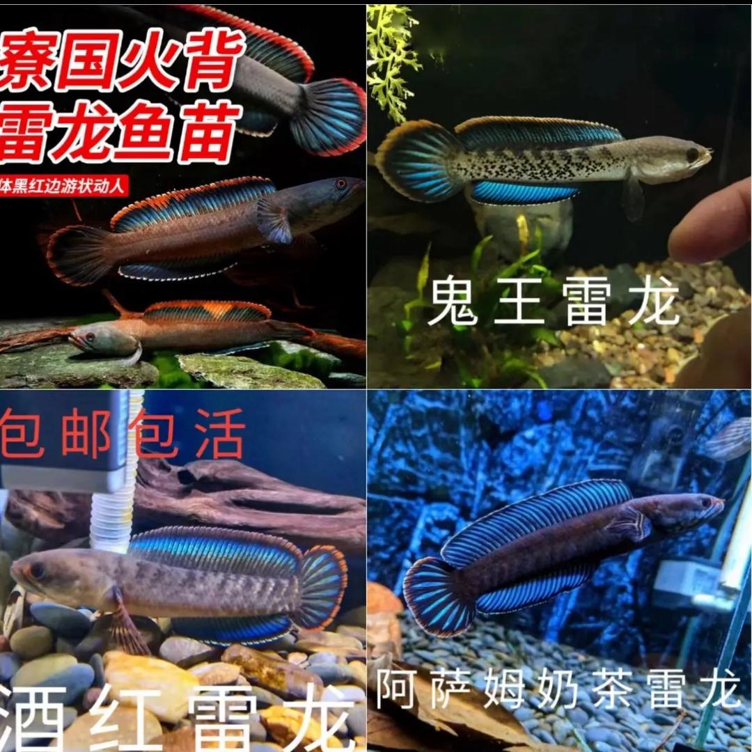 嗨、叫我顺顺发