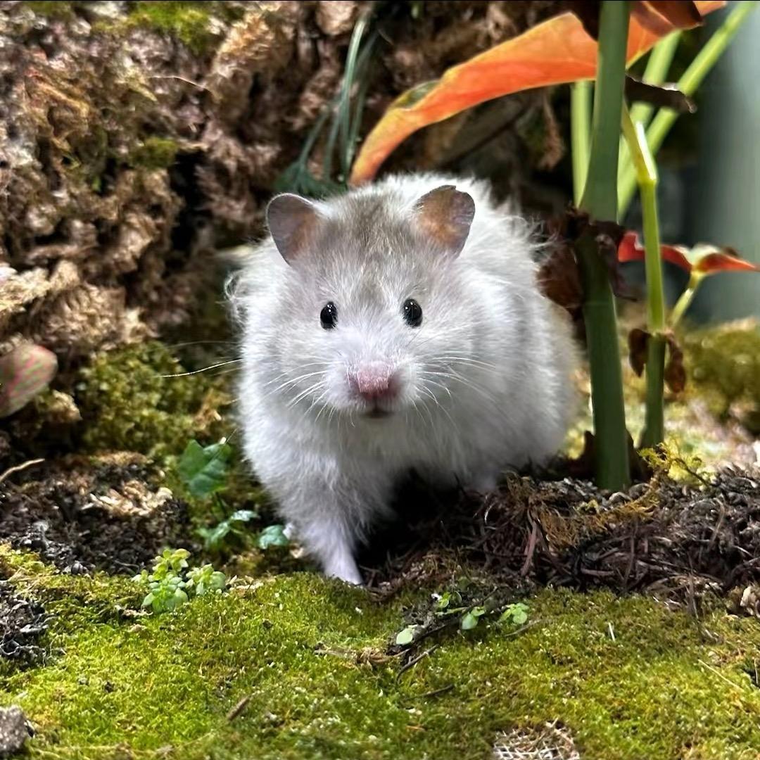 小小爱养鼠（涅槃重生版）