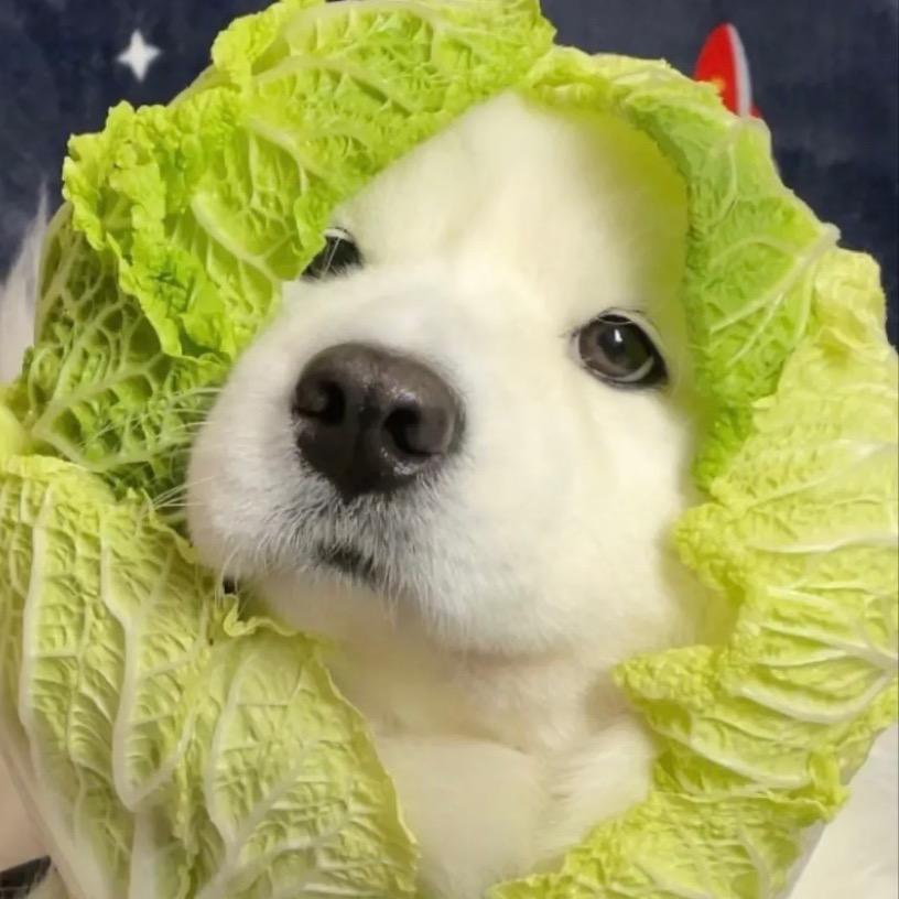 白菜
