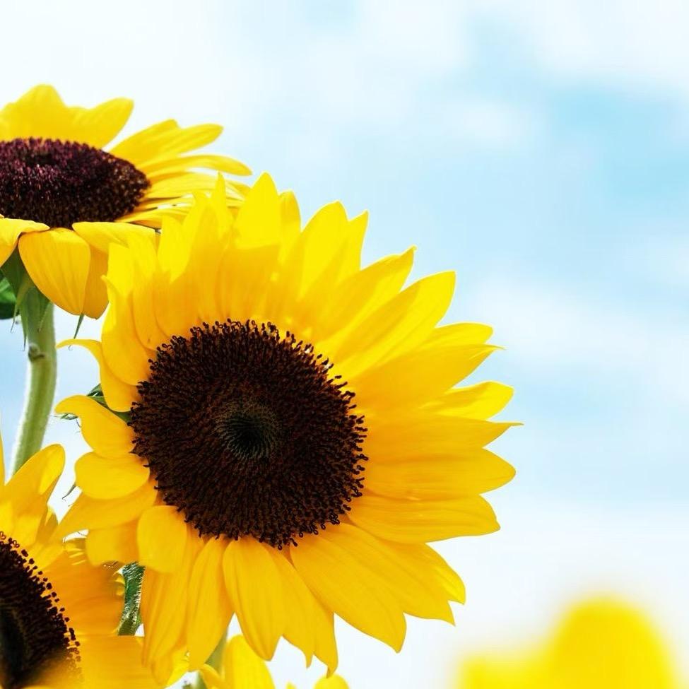 Tk美区跨境温如意