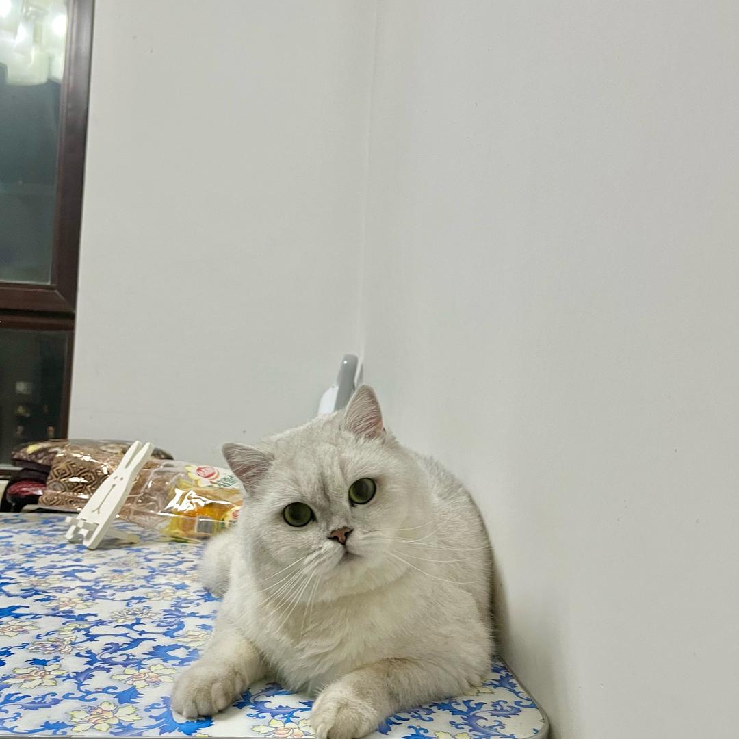 Donq,