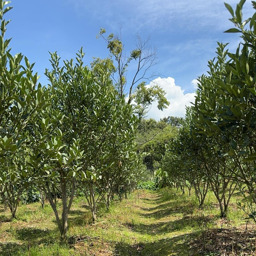 肥用有方（小小版）