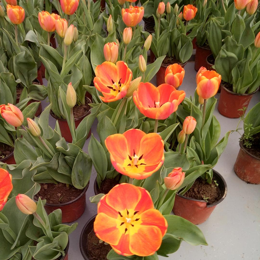 🌈草田苗❤️耳东陈🌈