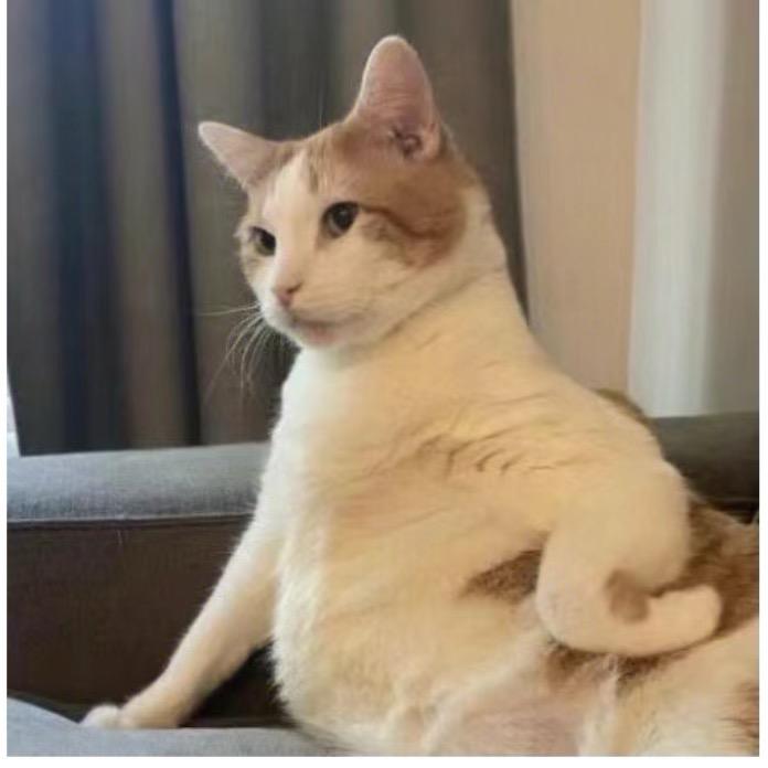 芥末芥末芥末厉害