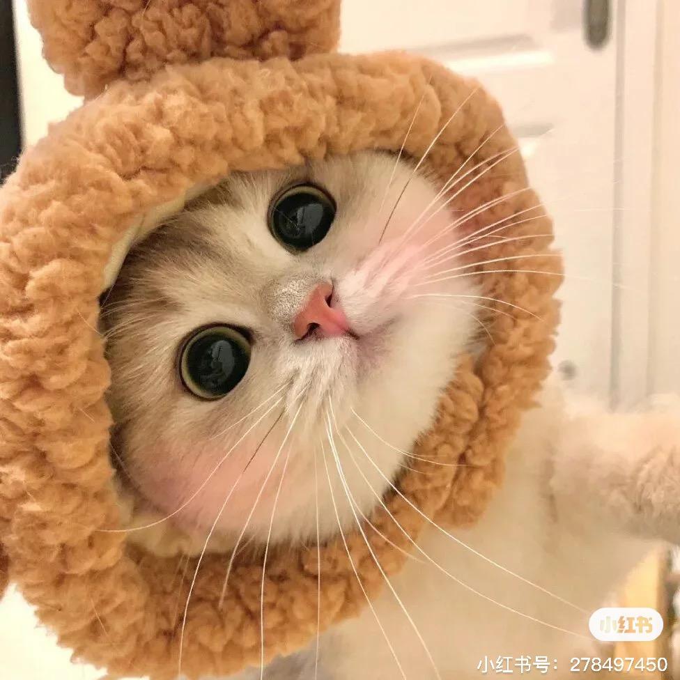 傻瓜蛋炒饭