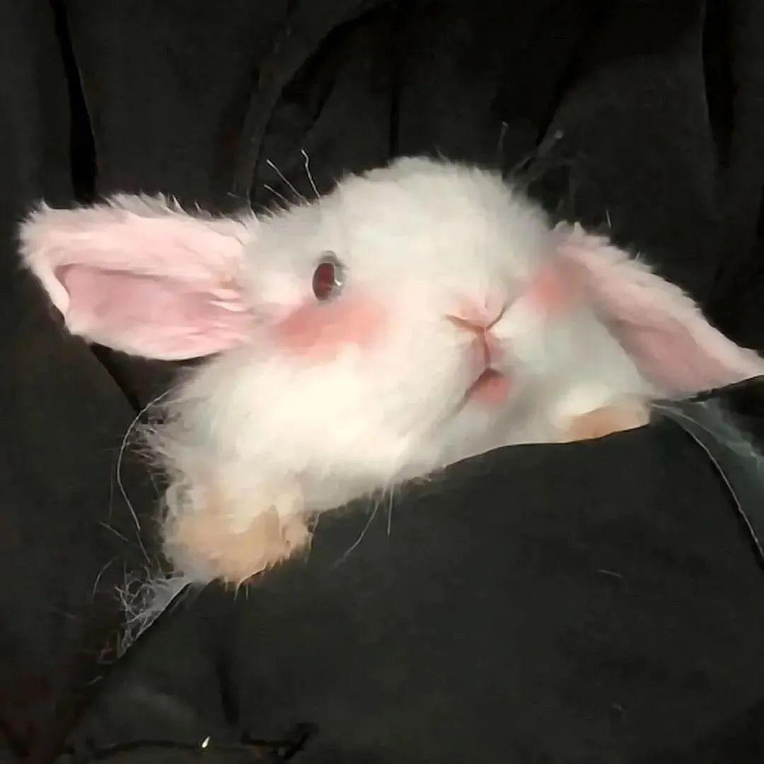 特务兔🐰