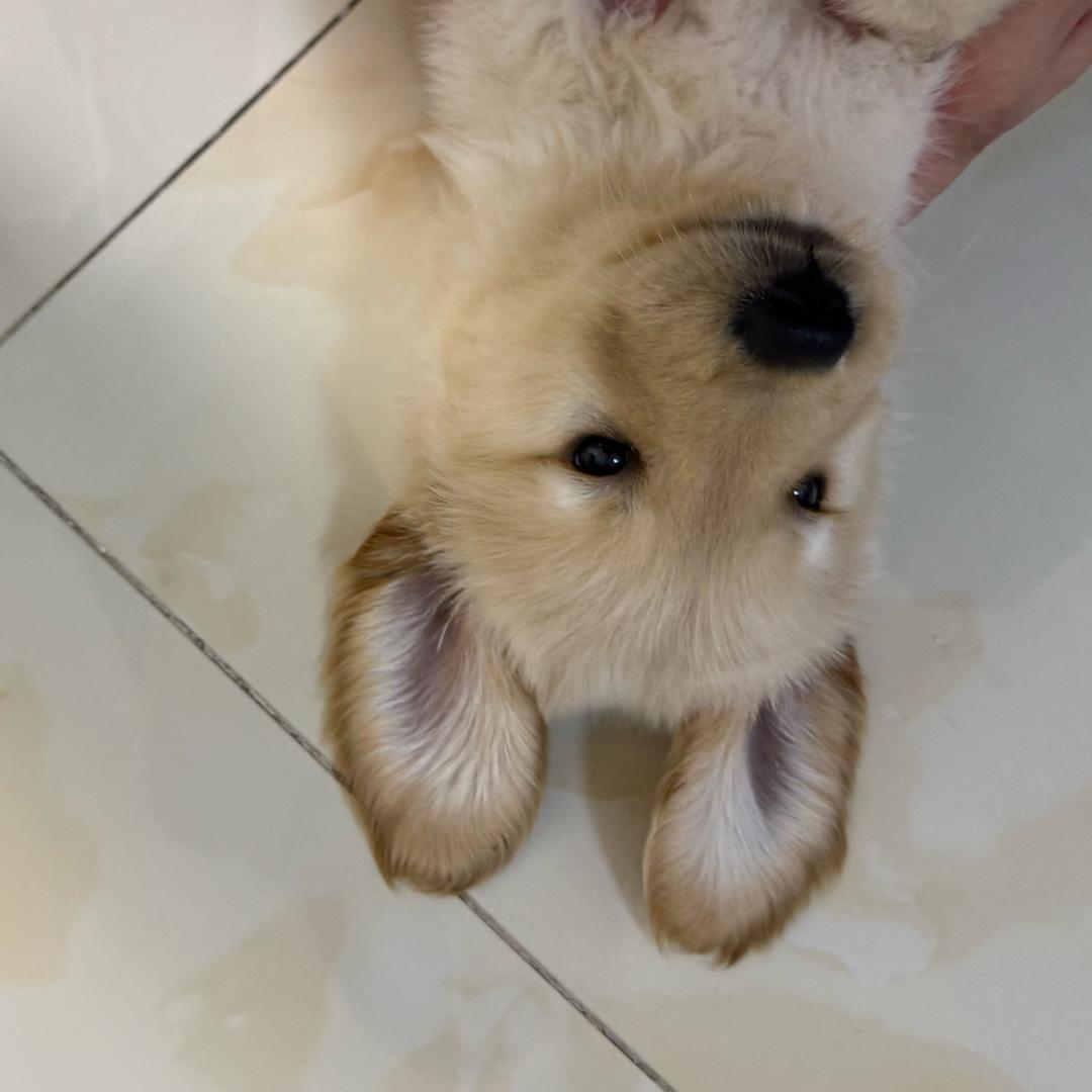 小杨不是小羊
