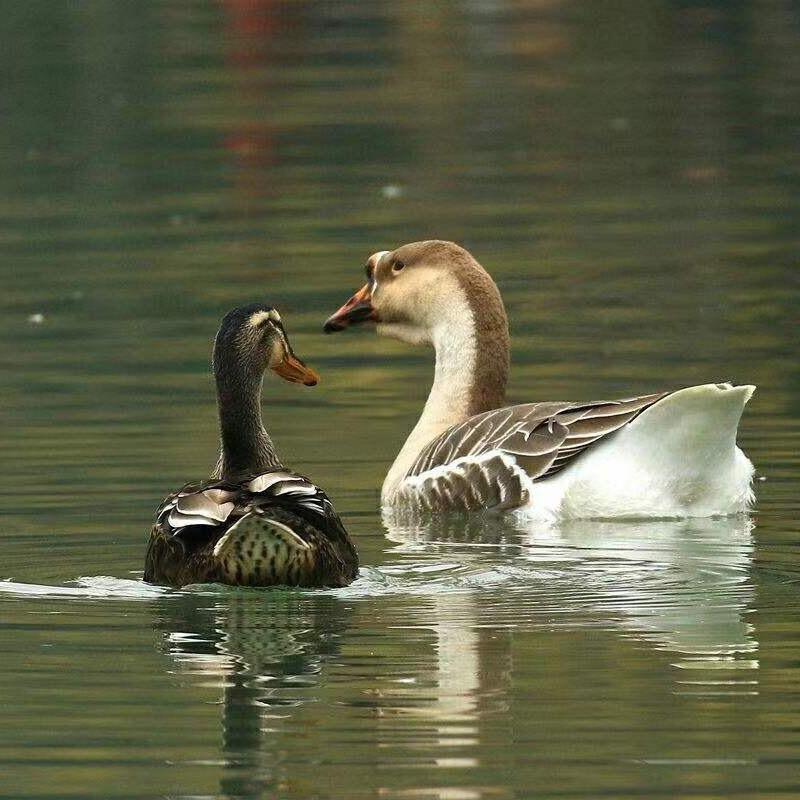 鹅农养大鹅
