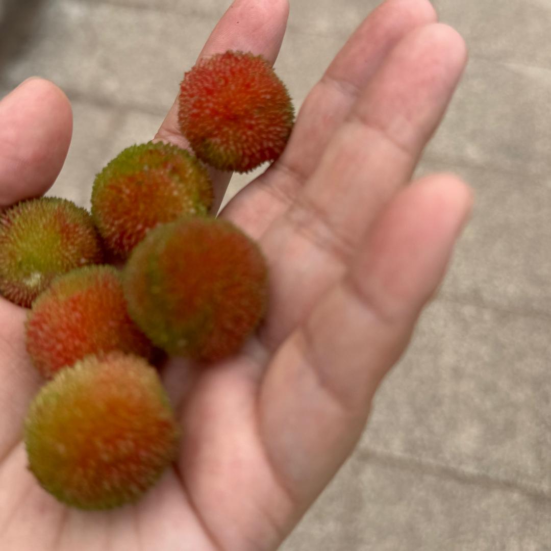 艳姐姐要减肥啊
