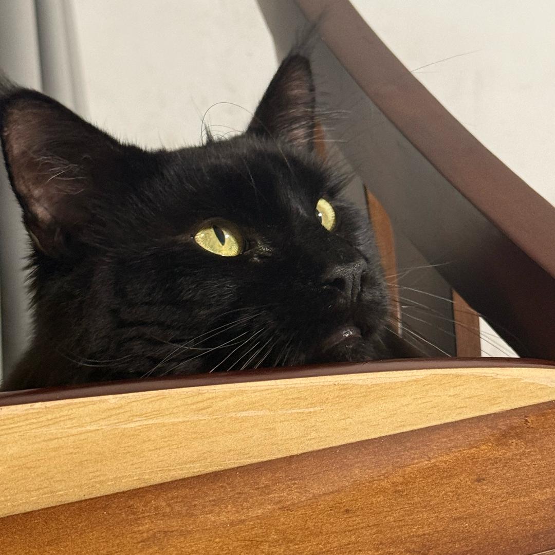猪猪猪🐷