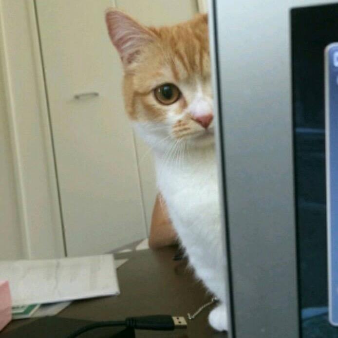焦焦🐱🐱